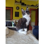 Meravigliosi Gattini Maine Coon - Foto n. 5