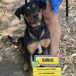 🐶 Altra Razza maschio di 4 mesi in adozione a Latina (LT) e in tutta Italia da associazione animali