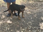 Sirio Cucciolo 4 mesi Cerca casa - mix Rottweiler cane Corso - Foto n. 2