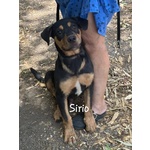 Sirio Cucciolo 4 mesi Cerca casa - mix Rottweiler cane Corso - Foto n. 3
