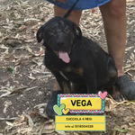 🐶 Altra Razza femmina di 4 mesi in adozione a Latina (LT) e in tutta Italia da associazione animali