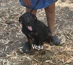 Vega Dolce Cucciola 4 mesi Cerca casa - mix Rottweiler cane Corso - Foto n. 3