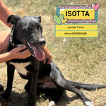 🐶 Altra Razza femmina di 6 mesi in adozione a Latina (LT) e in tutta Italia da associazione animali