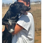 Isotta Dolce Cucciola 7 mesi Cerca casa - in Adozione - Foto n. 3