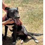 Isotta Dolce Cucciola 7 mesi Cerca casa - in Adozione - Foto n. 5