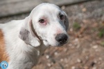 🐶 Altra Razza femmina di 3 mesi in adozione a Chioggia (VE) e in tutta Italia da associazione animali