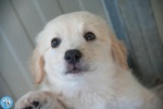 🐶 Altra Razza di 3 mesi in adozione a Chioggia (VE) e in tutta Italia da associazione animali