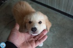 5 Sfumature di Miele: la Banda dei Cuccioli VI Aspetta… - Foto n. 3