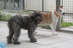 🐶 Altra Razza di 7 mesi in adozione a Chioggia (VE) e in tutta Italia da associazione animali