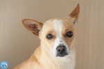 🐶 Altra Razza femmina di 3 anni in adozione a Chioggia (VE) e in tutta Italia da associazione animali
