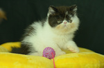 Cuccioli di Exotic Shorthair - Foto n. 2