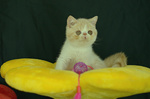 Cuccioli di Exotic Shorthair - Foto n. 3
