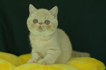 Cuccioli di Exotic Shorthair - Foto n. 4