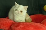 Cuccioli di Exotic Shorthair - Foto n. 5