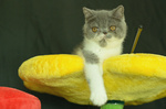 Cuccioli di Exotic Shorthair - Foto n. 6