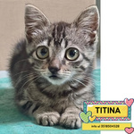 🐱 Altra Razza femmina di 2 mesi in adozione a Latina (LT) e in tutta Italia da associazione animali