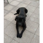 Pago cane Corso 5 anni Cerca casa - in Adozione - Foto n. 2