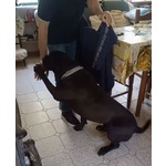 Pago cane Corso 5 anni Cerca casa - in Adozione - Foto n. 3