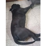 Pago cane Corso 5 anni Cerca casa - in Adozione - Foto n. 4