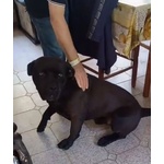 Pago cane Corso 5 anni Cerca casa - in Adozione - Foto n. 5