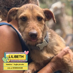 🐶 Altra Razza femmina di 1 anno e 6 mesi in adozione a Latina (LT) e in tutta Italia da associazione animali