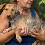 Lilibeth Dolce Cagnolina 1 anno e Mezzo Cerca casa - Taglia Piccola 5 Kg - Foto n. 2