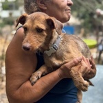 Lilibeth Dolce Cagnolina 1 anno e Mezzo Cerca casa - Taglia Piccola 5 Kg - Foto n. 3