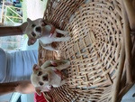 🐶 Chihuahua in vendita a Verona (VR) e in tutta Italia da privato