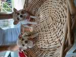 Cedo Maschio Femmina Chihuahua - Foto n. 2