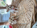 Cedo Maschio Femmina Chihuahua - Foto n. 3