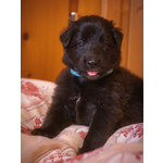 Cuccioli di Pastore Belga Groenendael - Foto n. 2