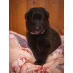 Cuccioli di Pastore Belga Groenendael - Foto n. 3
