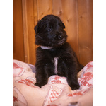 Cuccioli di Pastore Belga Groenendael - Foto n. 4