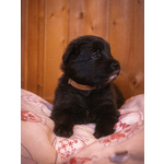 Cuccioli di Pastore Belga Groenendael - Foto n. 5