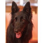 🐶 Pastore Belga di 3 Settimane (cucciolo) in Vendita a Arsiero (vi) e in Tutta Italia da Privato
