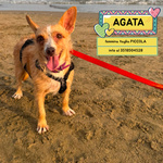 🐶 Altra Razza femmina di 3 anni e 7 mesi in adozione a Latina (LT) e in tutta Italia da associazione animali