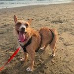 Agata Dolce Cagnolina Taglia Piccola Cerca casa - in Adozione - Foto n. 2