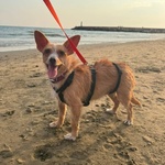 Agata Dolce Cagnolina Taglia Piccola Cerca casa - in Adozione - Foto n. 3