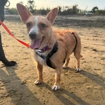 Agata Dolce Cagnolina Taglia Piccola Cerca casa - in Adozione - Foto n. 4