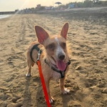 Agata Dolce Cagnolina Taglia Piccola Cerca casa - in Adozione - Foto n. 5