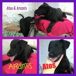 Athos e Aramis Cuccioli mix- Labrador di 3 Mesi - Foto n. 4