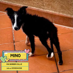 🐶 Altra Razza maschio di 8 settimane (cucciolo) in adozione a Latina (LT) e in tutta Italia da associazione animali