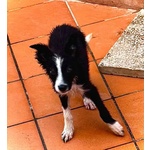 Mino Dolce Cucciolo Maschio mix Border Collie in Adozione - Foto n. 2