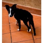 Mino Dolce Cucciolo Maschio mix Border Collie in Adozione - Foto n. 3