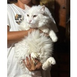 Dante Bellissimo Gattone a pelo Lungo Cerca casa - in Adozione - Foto n. 2