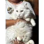 Dante Bellissimo Gattone a pelo Lungo Cerca casa - in Adozione - Foto n. 3