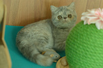 Cuccioli di Exotic Shorthair - Foto n. 3
