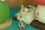 Cuccioli di Exotic Shorthair - Foto n. 4