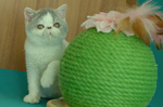 Cuccioli di Exotic Shorthair - Foto n. 5