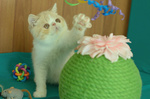Cuccioli di Exotic Shorthair - Foto n. 6